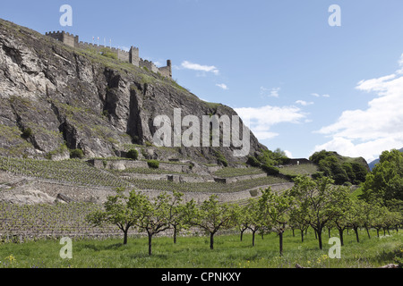 Le rovine del castello di Tourbillon a Sion, torri su vino terrazze sotto a Sion, la capitale del Vallese, Svizzera Foto Stock