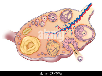 Ciclo ovarico, disegno Foto Stock