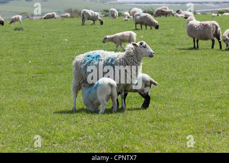 Una pecora lattante due agnelli sul South Downs. Foto Stock