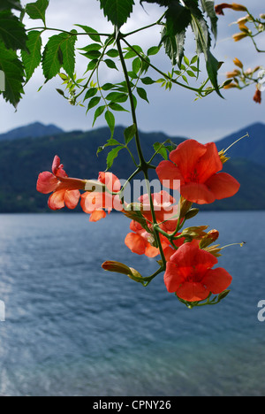 Primo piano della vibrante arancio fiori appesi di Bigonia Campsis Radicans, lago blu e colline in background Foto Stock