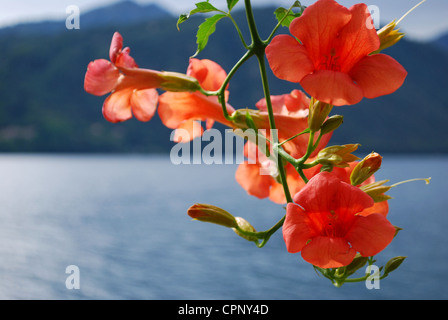 Primo piano della vibrante arancio fiori appesi di Bigonia Campsis Radicans, lago blu e colline in background Foto Stock