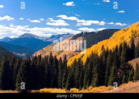 Vail Colorado: Aspens girando colore sul santuario Pass Road. Foto Stock