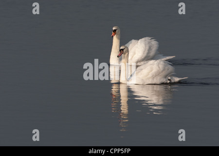 Swains Mute in sera la luce solare Foto Stock