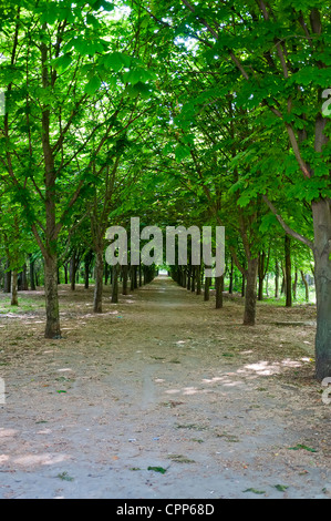 Il viale con alberi di castagno nella mattina di primavera Foto Stock