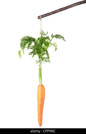 La carota su un bastone Foto Stock