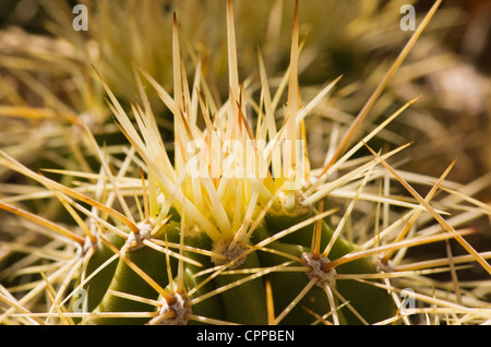 Immagine macro di molti cactus hedgehog spine Foto Stock