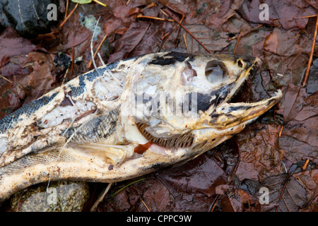 Un salmone morto giace su un letto di foglie in Goldstream Provincial Park, l'isola di Vancouver, BC, Canada. Foto Stock