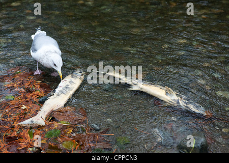 Un gabbiano pecks a morto un salmone nel fiume Goldstream in Golstream Parco Provinciale vicino a Victoria sull'Isola di Vancouver, Canada. Foto Stock