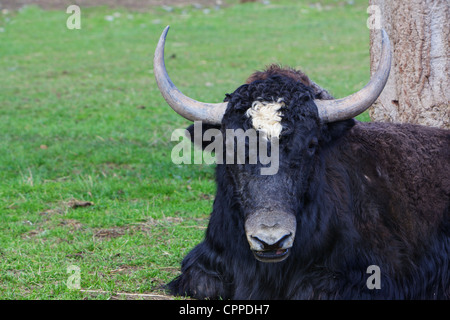 White spotted cornuto yak nero appoggiato in erba Foto Stock