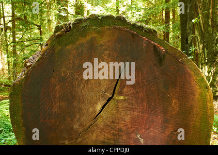 Registro abbattuto. Avenue dei giganti. Humboldt Redwoods State Park Foto Stock