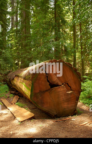 Registro abbattuto. Avenue dei giganti. Humboldt Redwoods State Park Foto Stock