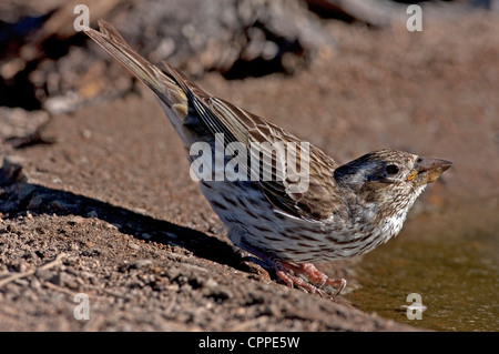 Cassin's Finch (Carpodacus cassinii) femmina prendendo un drink a bordo di un piccolo stagno al Lago di cabina, Oregon, Stati Uniti d'America, in giugno Foto Stock