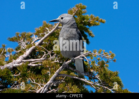 Un Clark schiaccianoci (Nucifraga columbiana) appollaiato su un ramo di conifere presso il cratere del lago, Oregon, Stati Uniti d'America in giugno Foto Stock