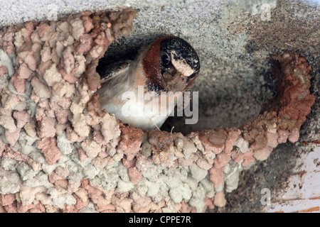 Un Americano Cliff Swallow (Petrochelidon pyrrhonota) edificio il suo nido di fango vicino Lago Mono, California, Stati Uniti d'America in luglio Foto Stock