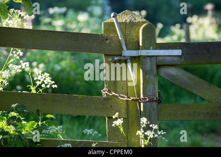 Luce della Sera su una tavola di legno fattoria Foto Stock