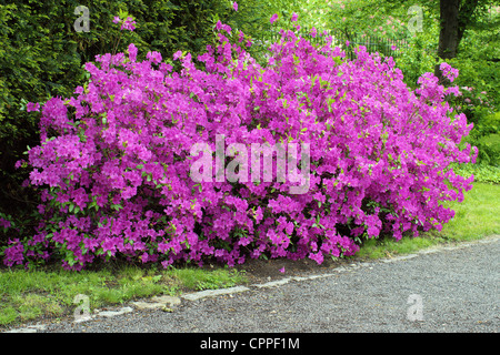 Viola Rhododendron bush in pieno fiore giardino Giapponese Wroclaw Foto Stock