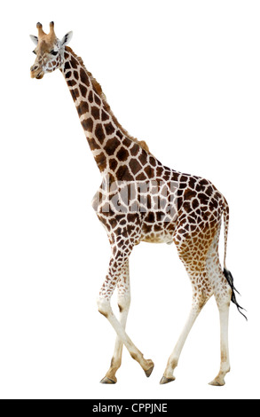Isolato di profilo (giraffa camelopardalis Giraffa) camminare su sfondo bianco Foto Stock
