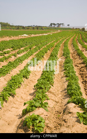 Linee di raccolto di patate nel campo Bawdsey, Suffolk, Inghilterra Foto Stock
