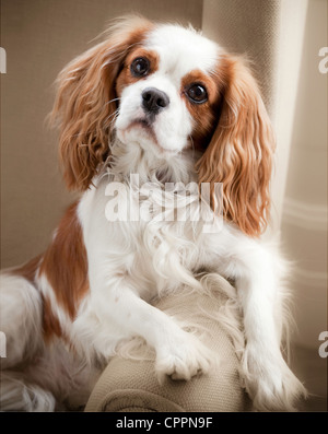 King Charles Spaniel (AKA Toy Spaniel)pone per la fotocamera Foto Stock