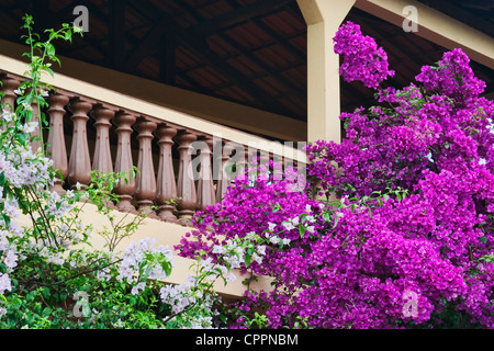 Fiori che crescono nella parte anteriore del balcone in Brasile Foto Stock