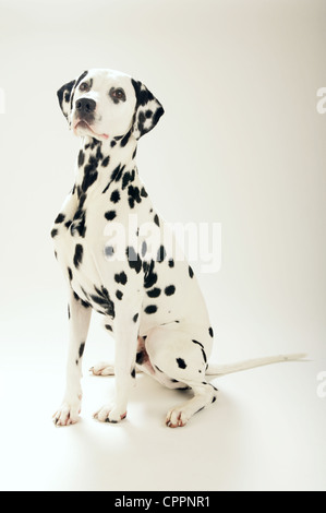 Un cane dalmata seduto su uno sfondo bianco. Foto Stock