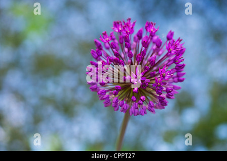 Allium hollandicum 'viola sensazione'. Cipolla ornamentali fiorito davanti non ti scordar di me fiori Foto Stock