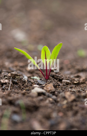 Beta vulgaris. La barbabietola rossa piantina in una patch vegetale Foto Stock