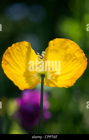 Meconopsis cambrica. Gallese fiore di papavero Foto Stock
