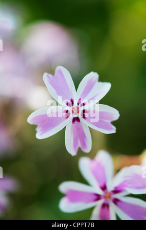 Phlox subulata "Candy Stripe' . Creeping Phlox Foto Stock