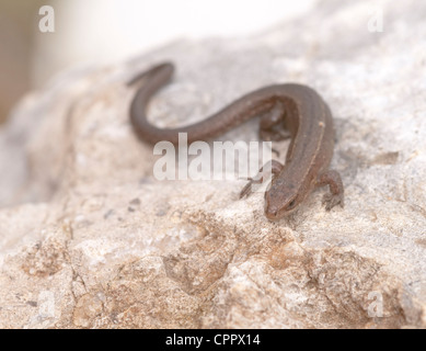 Comune o vivparoso Lacerta vivipara / Zootoca vivipara lizard Foto Stock