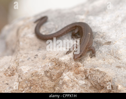 Comune o vivparoso Lacerta vivipara / Zootoca vivipara lizard Foto Stock