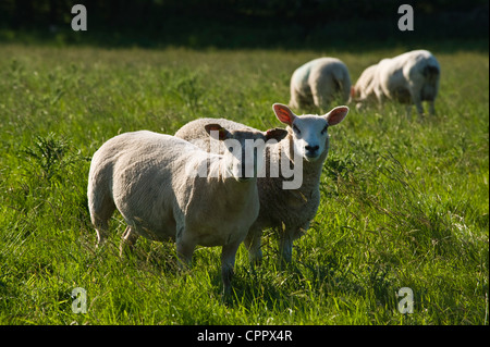 Pecore al pascolo su riverside prato di Warren Hay on Wye Powys Wales UK Foto Stock