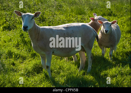 Pecore al pascolo su riverside prato di Warren Hay on Wye Powys Wales UK Foto Stock