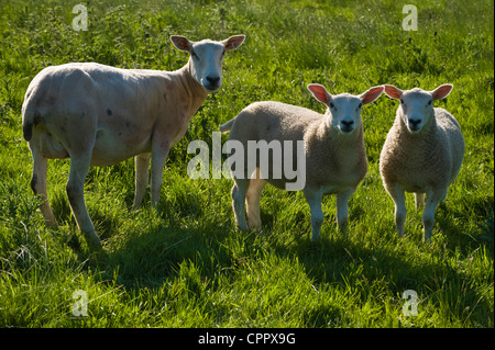 Pecore al pascolo su riverside prato di Warren Hay on Wye Powys Wales UK Foto Stock