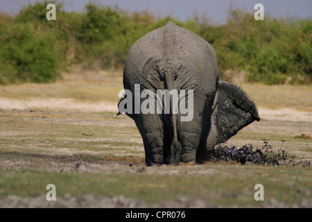 Un elefante in una profonda buca fangosa in Chobe soffiare bolle Foto Stock