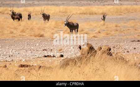 Due leoni a waterhole in Etosha fingere di essere un intrico di erba mentre una mandria di Oryx decidere se è sicuro di approccio. Foto Stock