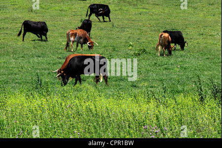 Spagna Andalusia Bull bestiame al pascolo mucca nel verde prato Foto Stock