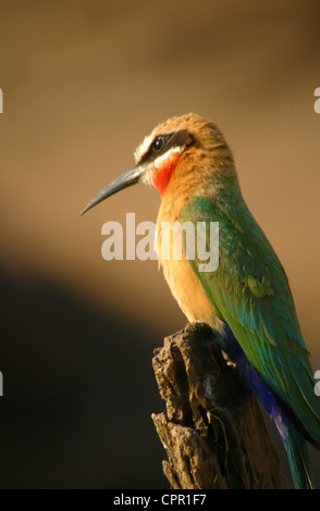 Un bianco fronteggiata bee eater si siede e attende il suo pesce persico preferito per la sua preda di volare entro la gamma Foto Stock