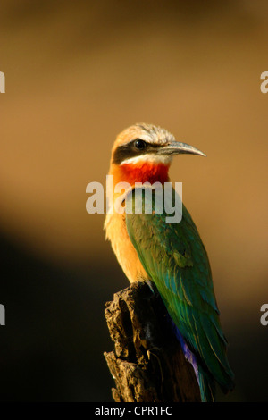 Un bianco fronteggiata bee eater si siede e attende il suo pesce persico preferito per la sua preda di volare entro la gamma Foto Stock