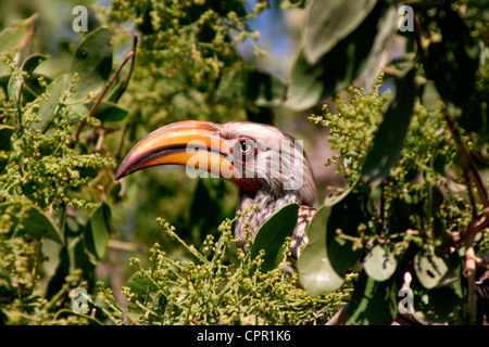 Un Southern Yellow fatturati Hornbill avente una festa in Damaraland, Namibia Foto Stock