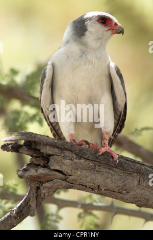 Un pigmeo Falcon appollaiato in una struttura ad albero che contiene anche un socievole tessitori' nest Foto Stock