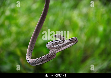 Oriental frusta Snake (Ahaetulla prasina) in un campo Foto Stock
