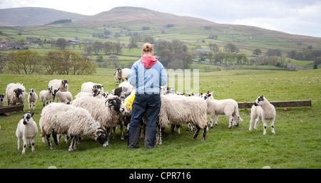 Pecore e agnelli essendo alimentati in Yorkshire Dales Foto Stock