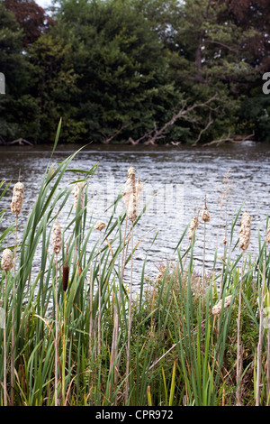 Giunco di palude dal lago di Poynton Park cheshire england Foto Stock