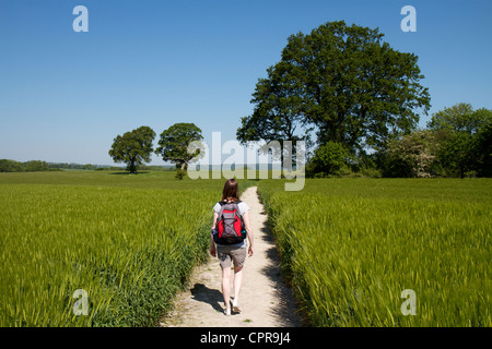 Giovane donna a piedi attraverso un raccolto di orzo lungo un percorso di gesso vicino Buriton sulla South Downs in Hampshire Foto Stock