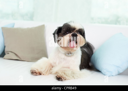 Shih-tzu cane sdraiato sul divano tra due cuscini Foto Stock