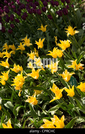 Campana gialla tulipani "West Point' e viola i tulipani "Recreado' in un giardino inglese Foto Stock