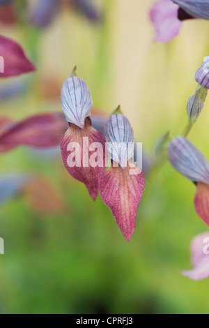 Serapias Lingua. Tongue Orchid Foto Stock