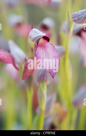 Serapias Lingua. Tongue Orchid Foto Stock