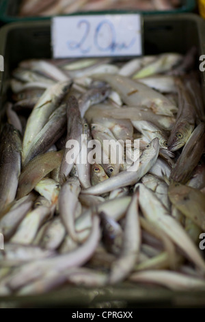 Mercato del Pesce Zadar croazia Foto Stock